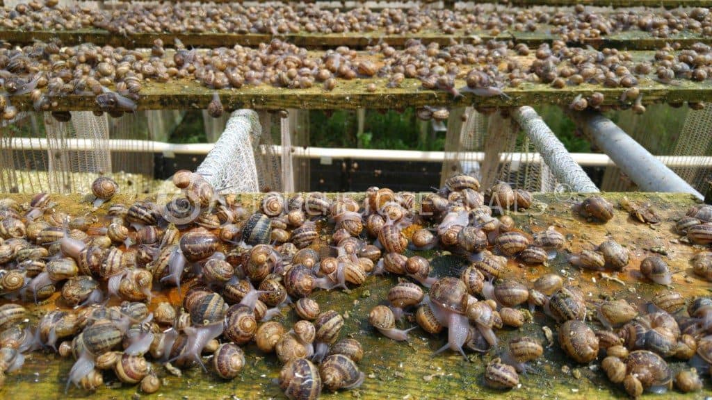 Snail-Farming