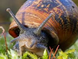 images-of-snail